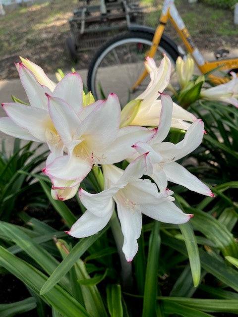 Amarcrinum is een kruising tussen Amaryllis belladonna en Crinum. Het is een prachtige najaarsbloeier.&nbsp;
