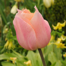 Afbeelding in Gallery-weergave laden, Apricot Beauty.  Een klassieke elegante en licht geurende  enkele vroege tulp.   De bloemblaadjes zijn gekleurd in de zachte pasteltinten van zalmroze en abrikoosoranje.
