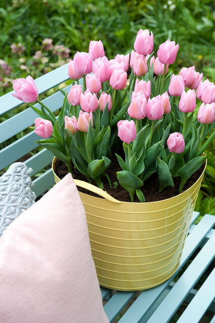 Enkele vroege Tulp Apricot Beauty