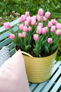Enkele vroege Tulp Apricot Beauty