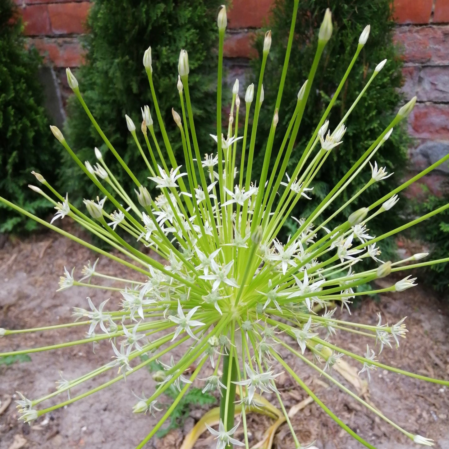 Giga grote bloem van Allium Arctic Snow 