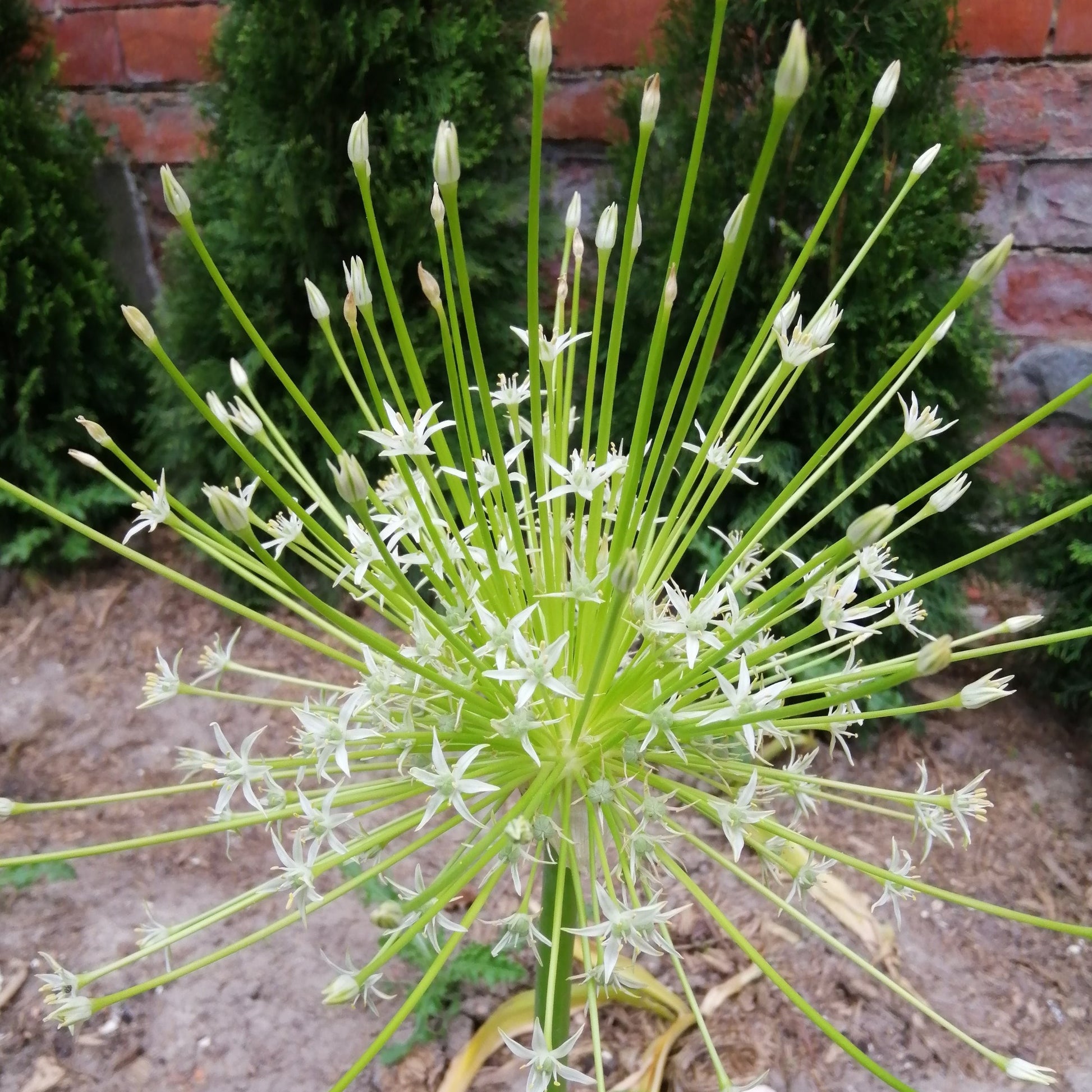 Giga grote bloem van Allium Arctic Snow 