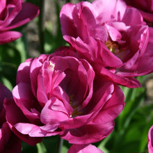 Afbeelding in Gallery-weergave laden, Tulp Backpacker.  Bestel je tulpen nu eenvoudig online en plant dit ze dit najaar voor een mooie kleurrijke tuin of terras in het voorjaar!  
