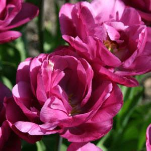 Tulp Backpacker.  Bestel je tulpen nu eenvoudig online en plant dit ze dit najaar voor een mooie kleurrijke tuin of terras in het voorjaar!  