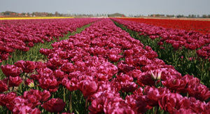 Tulp Backpacker op het veld in de Kop van Holland