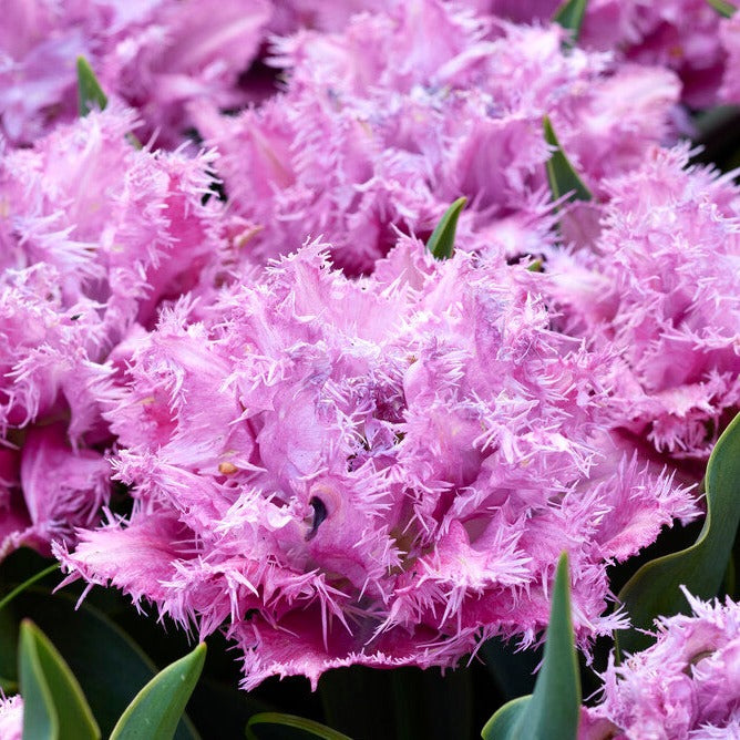 Tulp gefranjerd Newcastle. Een prachtige, dubbele gefranjerde tulp, waarvan de bovenkant van de bloemblaadjes bijna gekarteld is,