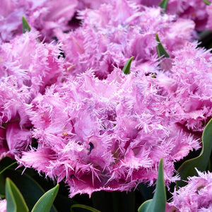 Tulp gefranjerd Newcastle