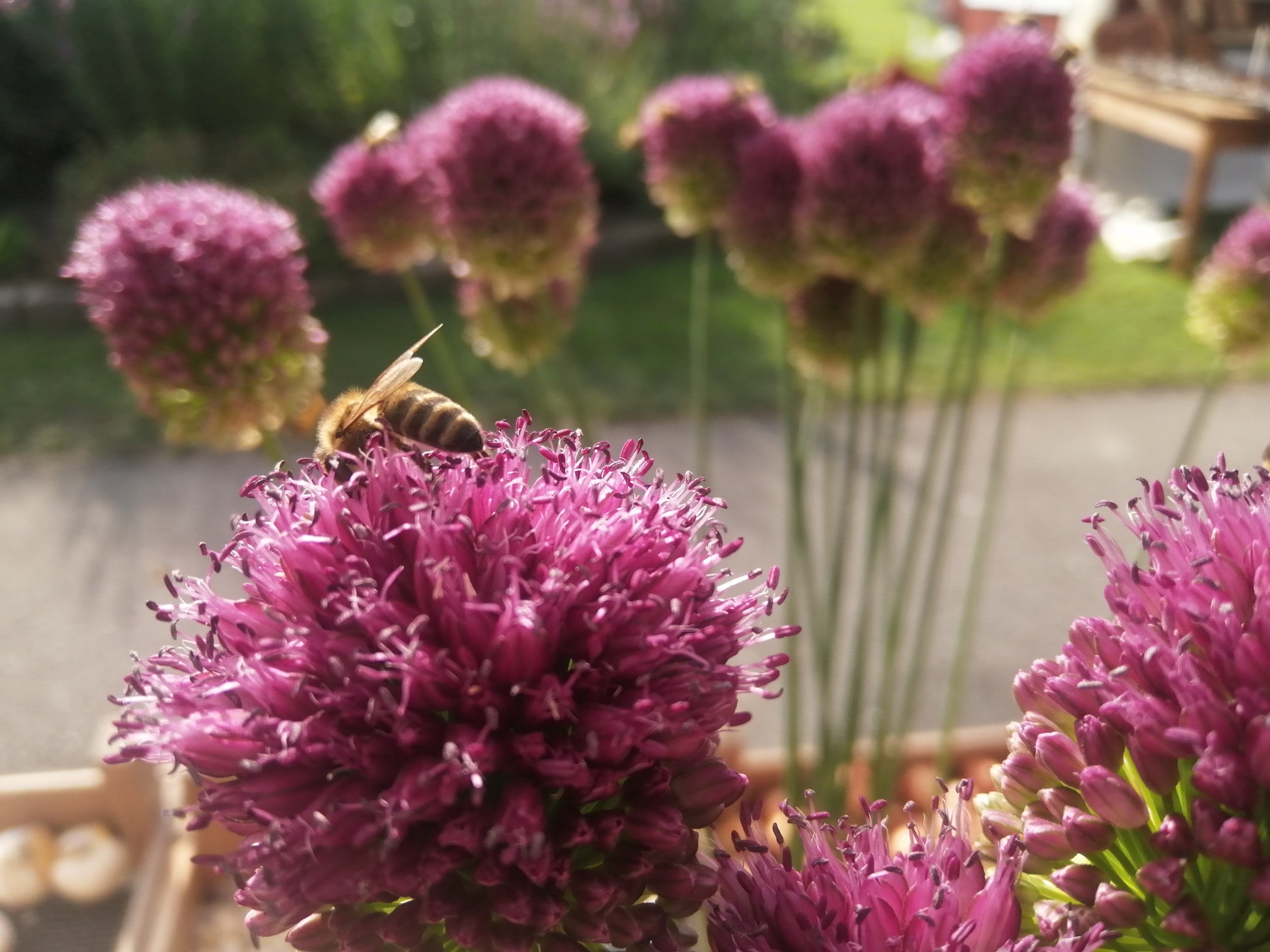 De meeldraden steken ver uit het bloemdek waardoor insecten er goed bij kunnen komen. Het trommelstokje is dan ook één van de meest bijenvriendelijke bolgewassen die er zijn.