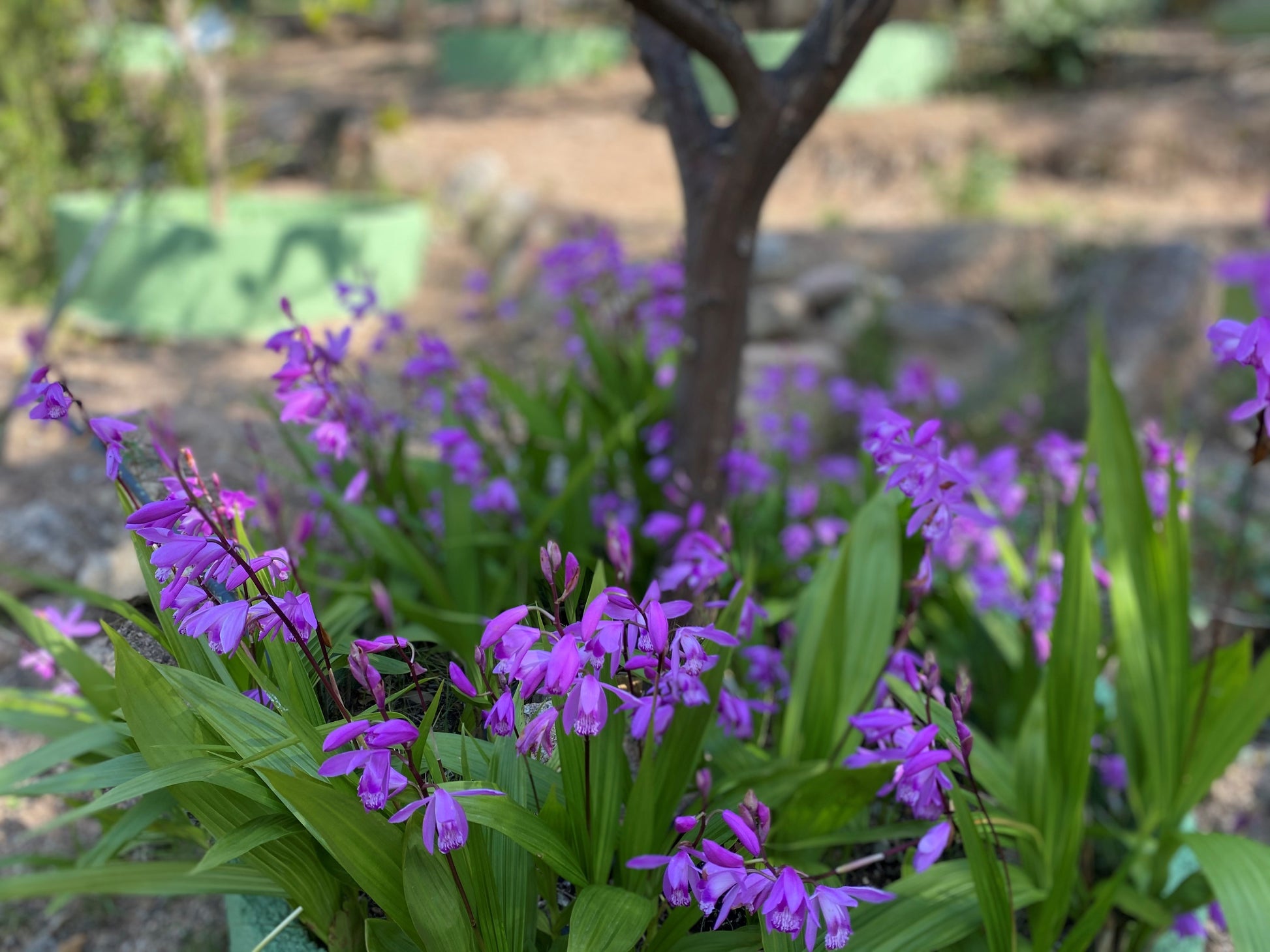 Orchideeën in de tuin is bijna een sprookje, maar toch te realiseren door de aardorchidee. Plant ze in het voorjaar op een beschutte plek 