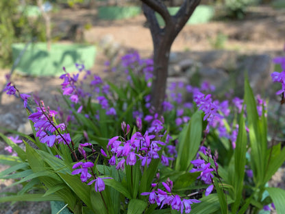 Orchideeën in de tuin is bijna een sprookje, maar toch te realiseren door de aardorchidee. Plant ze in het voorjaar op een beschutte plek 