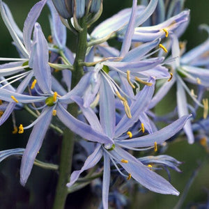 Camassia Cusickii (indianenbloem, prairielelie)  Originele lente bloeier die oorspronkelijk uit Amerika komt.