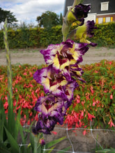 Load image into Gallery viewer, Onze Circus Color Gladiolen geven je tuin een unieke schoonheid met een prachtige mix van paarse, gele en witte kleuren.
