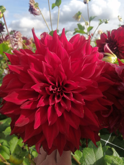 Dahlia’s groeien bijna overal… tussen je vaste planten, in potten en in borders!