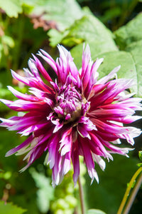 Dahlia’s houden van voedzame grond. Arme tuingrond kun je verrijken door compost in het plantgat te vermengen. Het zijn echte zonliefhebbers, plant ze daarom op een zonnige plek.