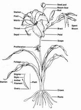 Charger l&#39;image dans la galerie, Hemerocallis komt van het Griekse woord &#39;hemera&#39;, waarvan de betekenis &#39;dag&#39; is en van het woord &#39;kallos&#39;, wat schoonheid beteken
