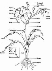 Hemerocallis komt van het Griekse woord 'hemera', waarvan de betekenis 'dag' is en van het woord 'kallos', wat schoonheid beteken