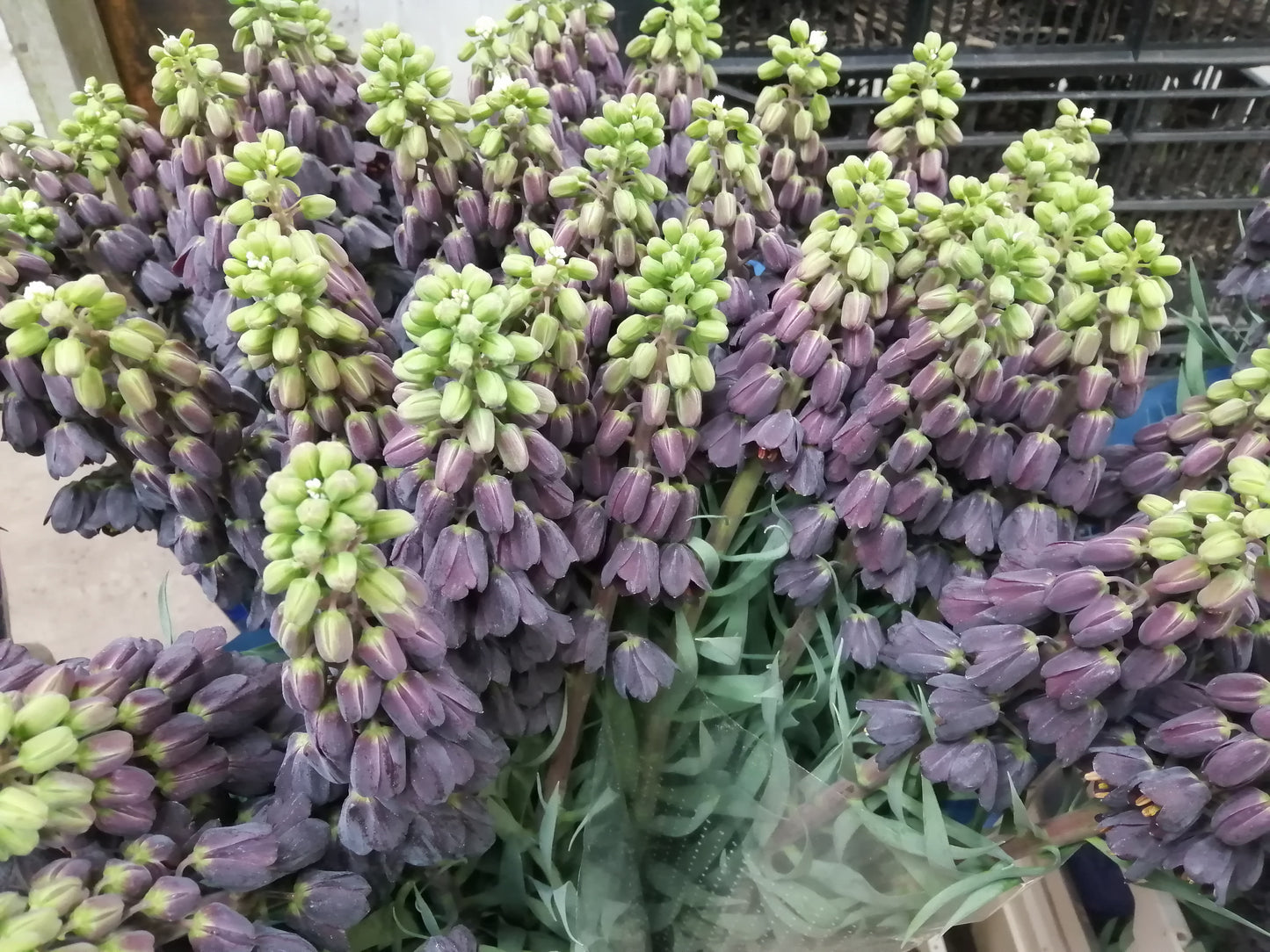 Fritillaria Persica 