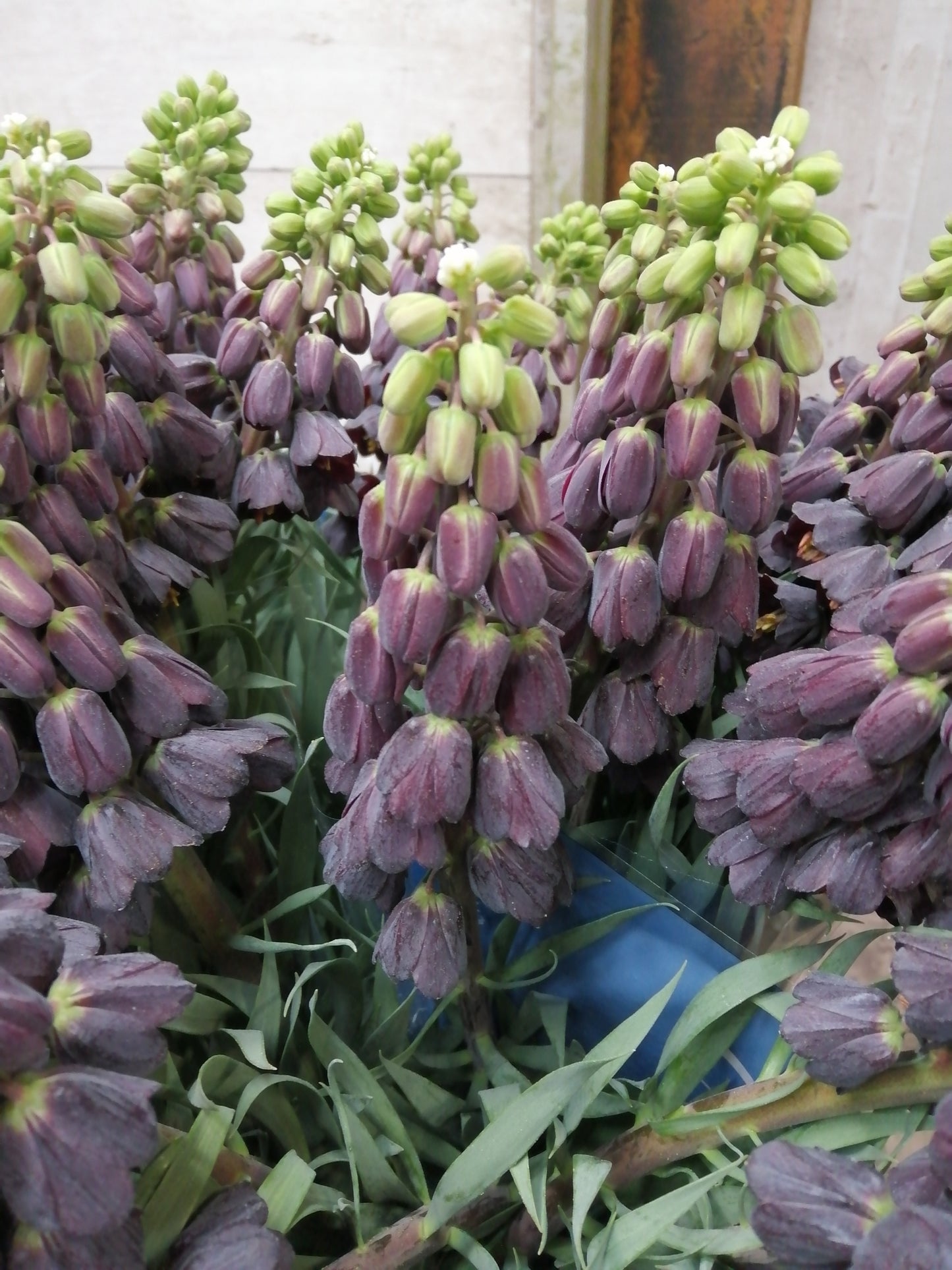Fritillaria Persica. Mooie donkere bloemen