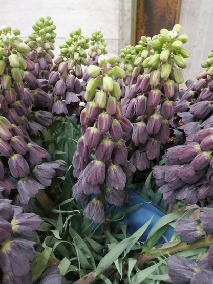 Fritillaria Persica. Mooie donkere bloemen