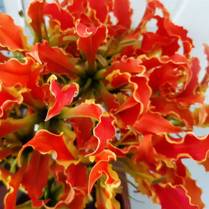 Of je nu de flamboyante versie in rood met saffraangeel treft of de oranje, de Gloriosa is altijd sensationeel.