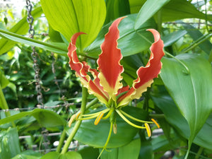 Gloriosa Superba     