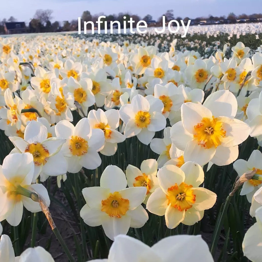 Narcis Infinite Joy.  Wanneer narcissen kopen? Bestel ze eenvoudig online en plant ze dit najaar voor een prachtige kleurrijke tuin of terras in het voorjaar!