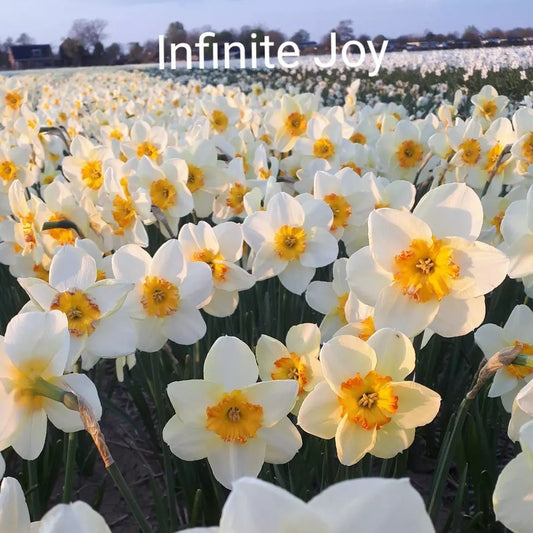 Narcis Infinite Joy.  Wanneer narcissen kopen? Bestel ze eenvoudig online en plant ze dit najaar voor een prachtige kleurrijke tuin of terras in het voorjaar!