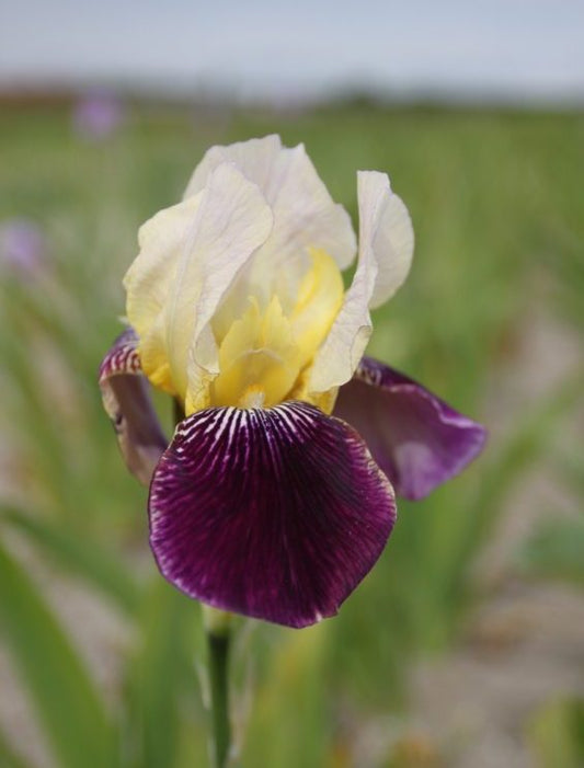 Iris uit 1923 van de Franse kweker Ferdinand Cayeux.  Bestel uw vaste planten nu makkelijk online 