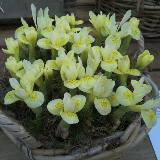 Iris Katharines Gold.  Ongeloofelijk mooie nieuwe botanische iris soort      