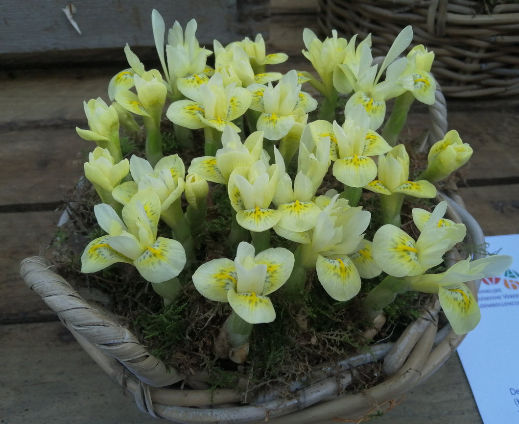 Iris Katharines Gold.  Ongeloofelijk mooie nieuwe botanische iris soort      
