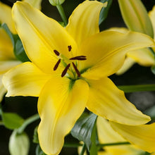 Lade das Bild in den Galerie-Viewer, De gele Aziatische lelie Yellow Power maakt indruk als tuin- en snijbloem met haar bijzonder heldere en zomerse kleur.
