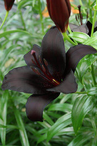 Lelie (lilium) Nightrider, bijna zwart van kleur