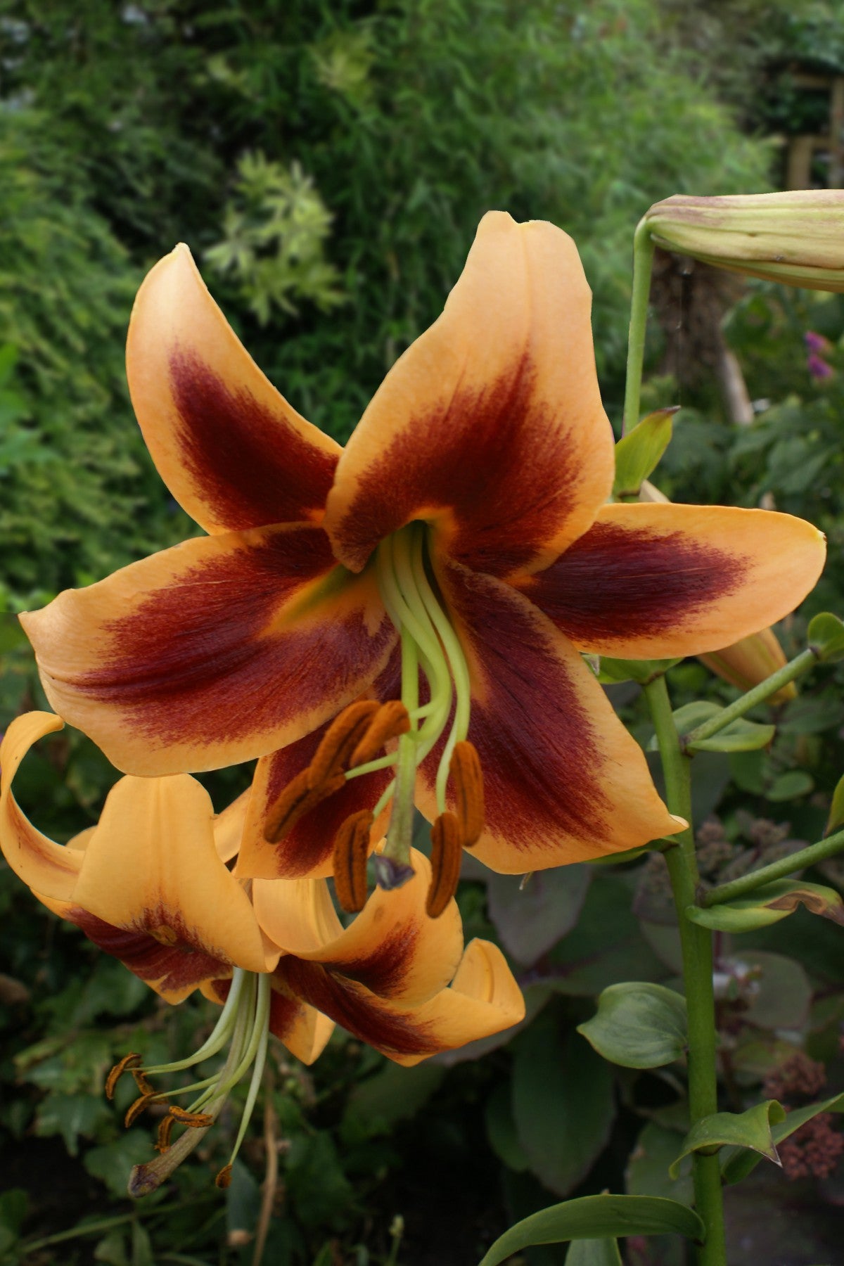 Die Baum-Lilie Red Morning ist ein Blickfang in jedem Garten