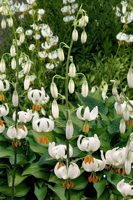 Martagon lelie Snowy Morning valt op door de kleine witte bloemen met een groen hart met mooi contrasterende oranje meeldraden.