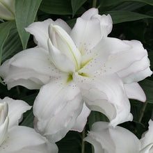Charger l&#39;image dans la galerie, De witte dubbele oriëntaalse lelie ‘Lotus Beauty’ is een schitterende tuin- en snijbloem. 
