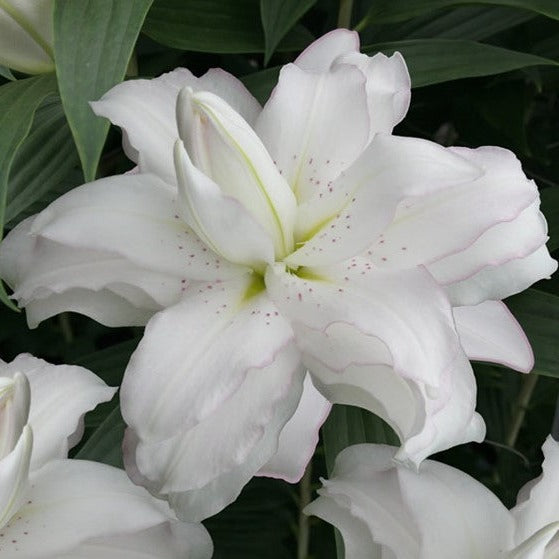 De witte dubbele oriëntaalse lelie ‘Lotus Beauty’ is een schitterende tuin- en snijbloem. 