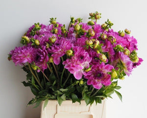 Each petal of Dahlia 'Mediterrannee' is tipped with lavender, blends to white at the base