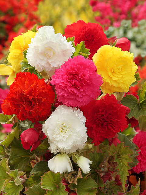 Achat et vente de Bégonias fimbriata en mélange, bulbes originaux à planter dans le jardin ou en pot.