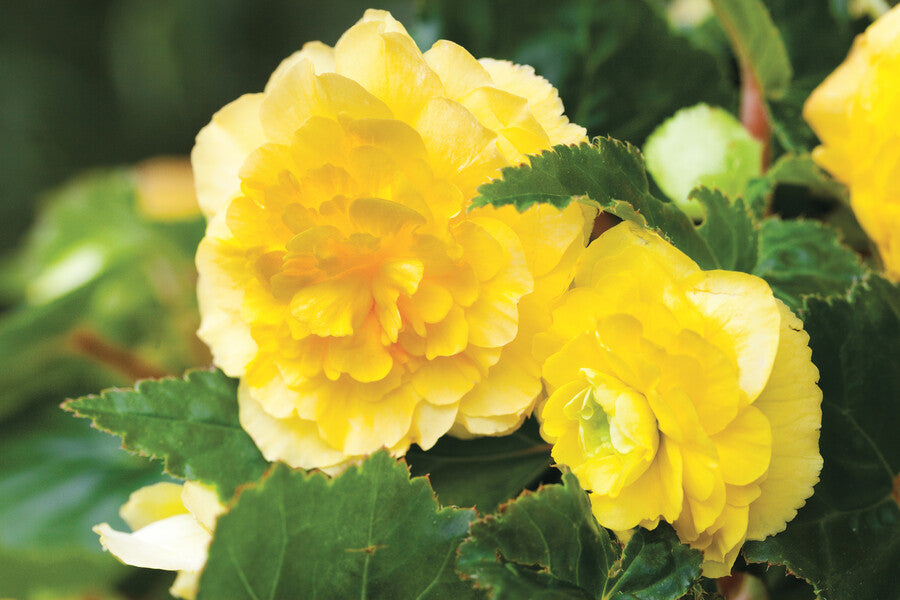 Begonien, die in Blumenkästen oder Gartenbeete gepflanzt werden, zeichnen sich durch ihre gefüllten, zahlreichen und großen Blüten aus