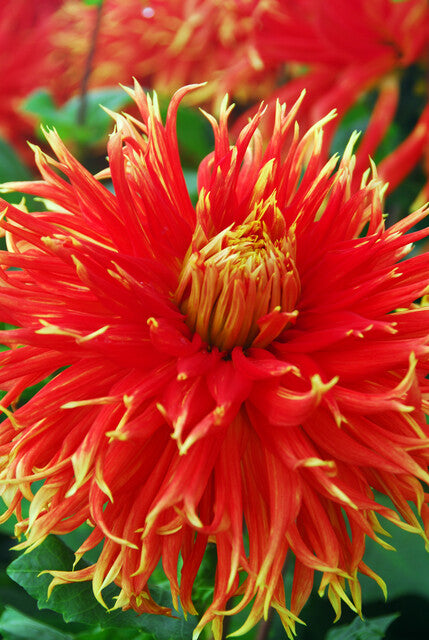 Een bloem van maar liefst 23 centimeter groot die lijkt op een punkkapsel rechtreeks uit een Magna strip. Hoe anders zou je deze flamboyante Dahlia Show ’N Tell willen omschrijven?  Meer  Rock-'n-Roll  zal een Dahlia niet worde