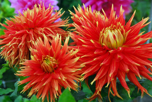 Wanneer dahliaknollen kopen?   Plant dit voorjaar Dahliaknollen voor een mooie kleurrijke tuin of terras in de zomer