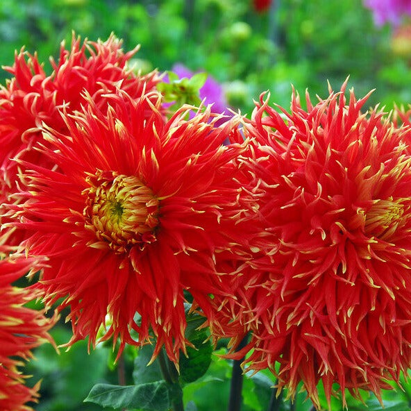 Wil je zo lang mogelijk van een eindeloze bloemenzee genieten? Knip dan de uitgebloeide dahliabloemen weg. Dit zorgt ervoor dat de dahlia steeds weer nieuwe bloemen maakt. 