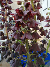 Afbeelding in Gallery-weergave laden, Fritillaria Persica
