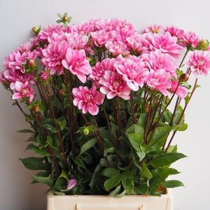 Dahlia Pink Perception.  Mooie roze bloemen met een subtiel witte toets naar de top toe