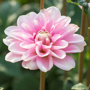 Dahlia Pink Perception.  Waterlelie-dahlia's behoren tot de groep Decoratief maar hebben een aantal specifieke eigenschappen. Het eigen karakter wordt gevormd door brede, stevige en platte bloemblaadjes