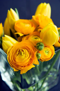 Grand assortiment de bulbes de fleurs de renoncule de première qualité