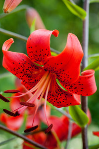 Tijgerlelie Red Life.  In tuinen worden lelies gewaardeerd als attractieve blikvangers in bonte bloemperken, in combinatie met vaste planten, in rotstuinen en tuinen met wilde planten of als potplant.