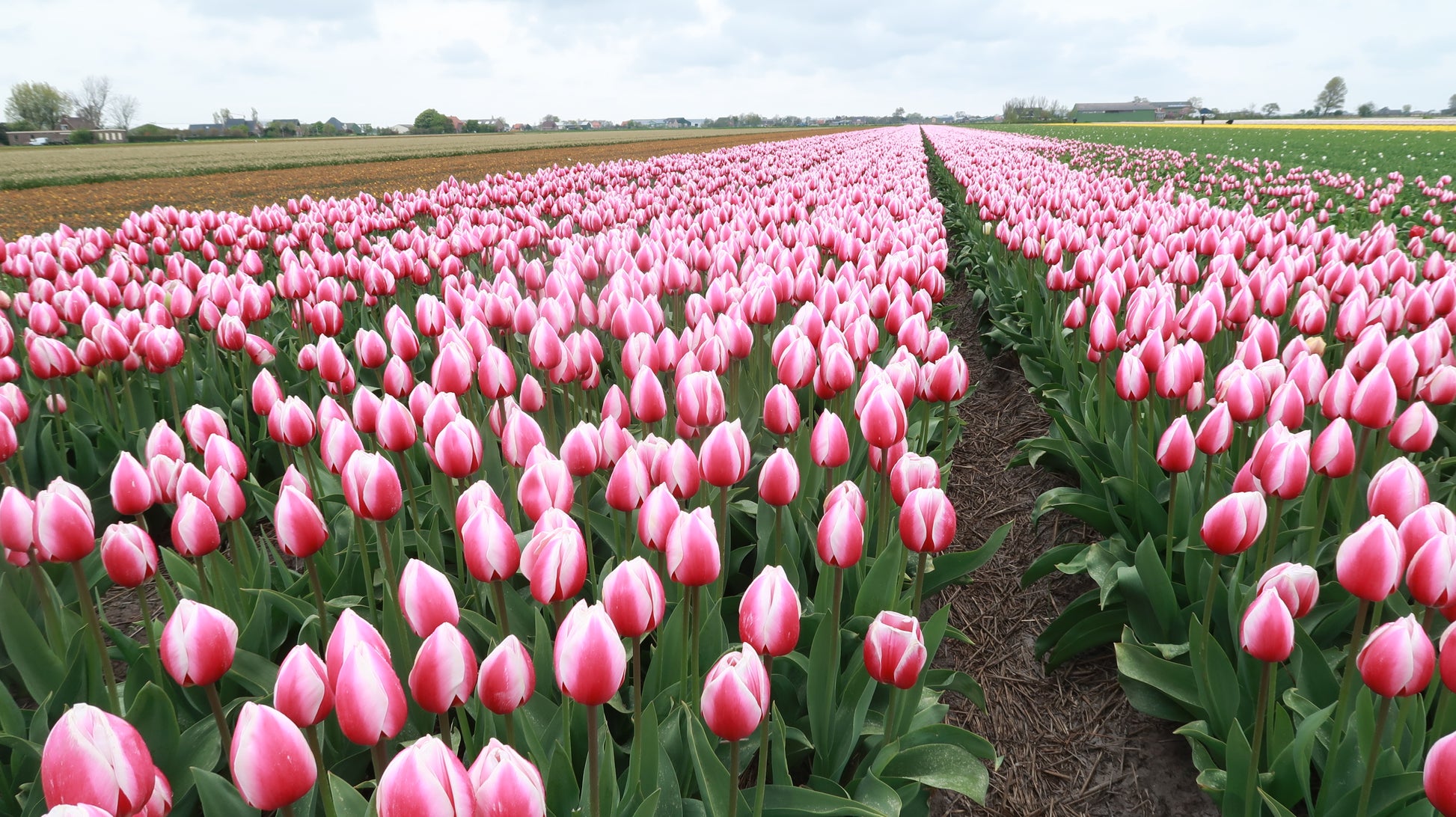 Tulp (Darwin) Russian Princess.  Tulpen planten we in het najaar 