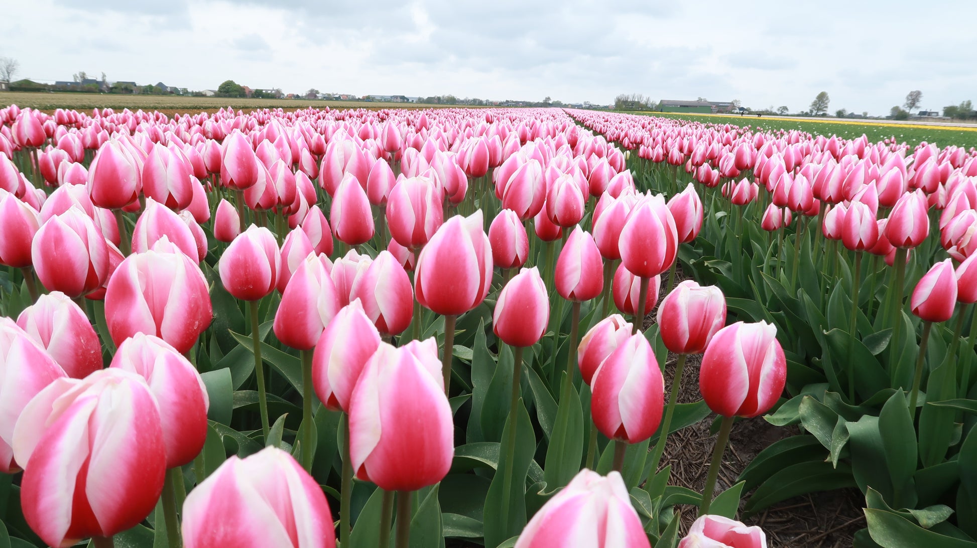 Tulp Russian Princess.  Stevige stengels voor een goed houdbaarheid, en mogelijk één der elegantste tulpen uit de Darwin familie
