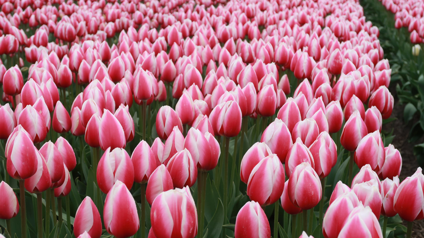 Tulp (Darwin) Russian Princess.  Een elegante statige tulp.  Bestel ze nu eenvoudig online